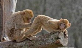 猴子爆料最新视频大全,最新视频大全揭秘幕后真相